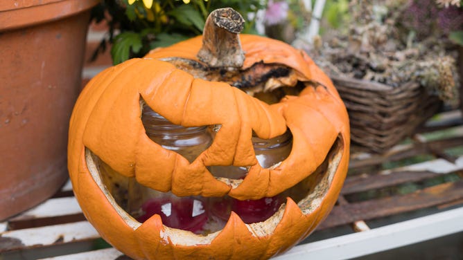 Here's what to do with your old pumpkins
