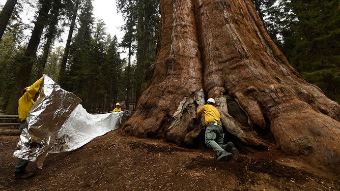 General Sherman tree unwrapped after 2021 wildfire