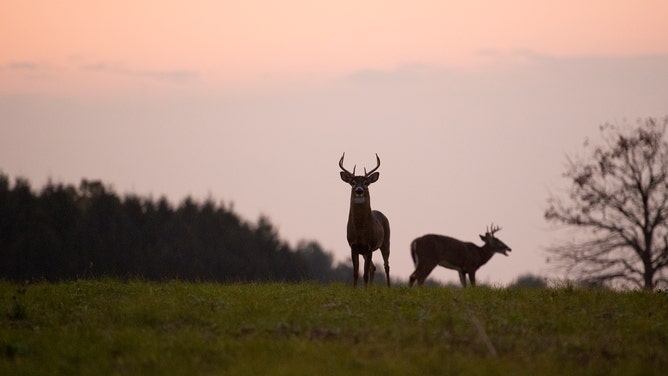 Two bucks, of a herd of 16 whitetail deer, roam the fields of Pennsylvania.