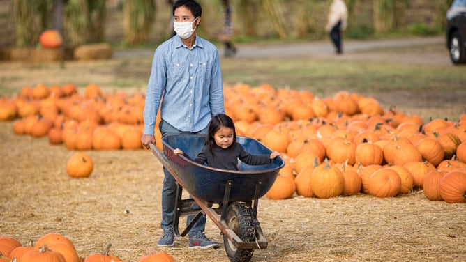 A girl rides inside a wheelbarrow in a pumpkin patch.