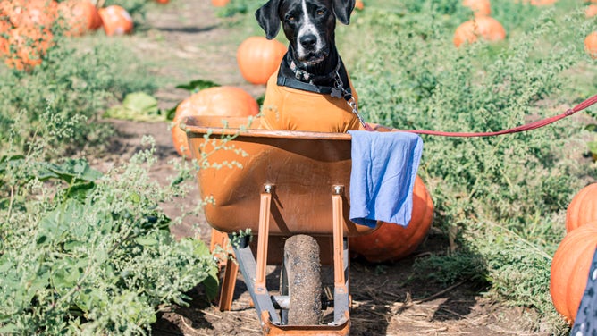 A dog dressed as Charlie Brown poses for photos at a pumpkin patch.