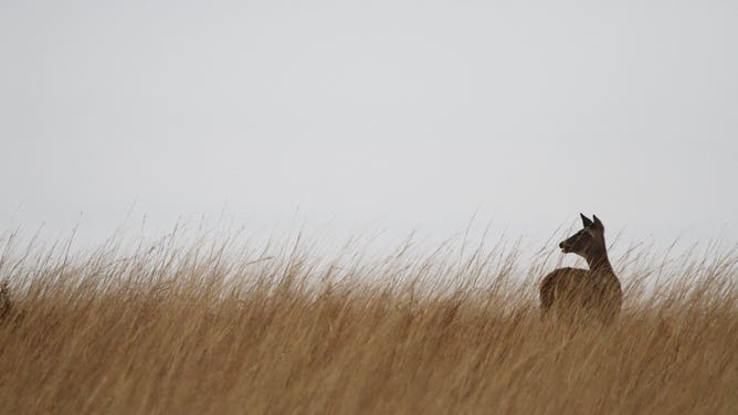 A whitetail doe checks her back trail in Kansas.
