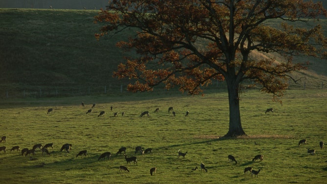 A herd of white-tailed deer grazes on a farm in West Virginia.