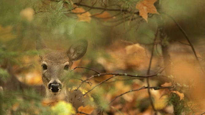 FILE - CONOVER, WI - OCTOBER 12: A Whitetail deer sits in a wooded area along Twin Lake Road near October 12, 2005 near Conover, Wisconsin. (Photo by Jeffrey Phelps/Getty Images)