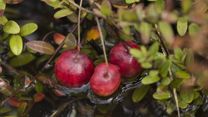 Cranberries on a flooded vine.