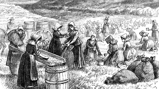 Women in Cape Code, Massachusetts picking and sorting cranberries.