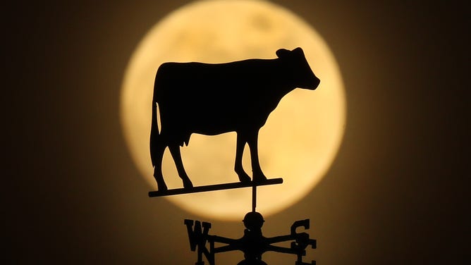 A full moon rises, framing a cow on a weathervane atop the barn at Hanson Farm in Bridgewater, MA.
