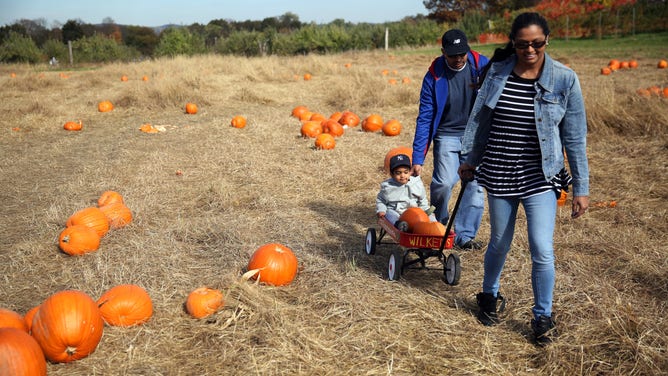 A woman and a man carry a cart with a boy and pumpkins at the Wilkens Fruit and Fir Farm in Yorktown Heights, NY.