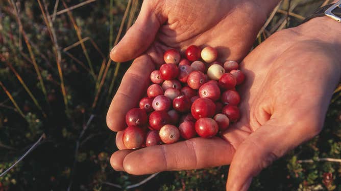 Cranberries picked in Massachusetts.