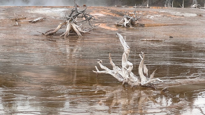 Images from Yellowstone and Grand Tetons National Parks.