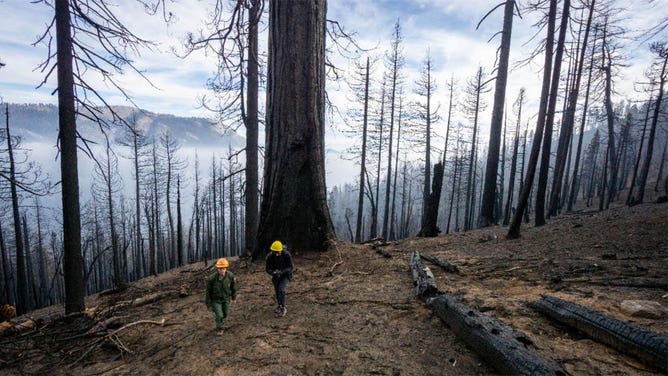 Sequoias killed by 2021 fires