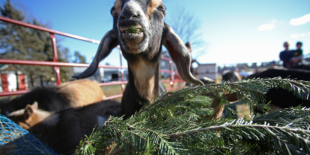 Feed old Christmas trees to hungry goats instead of putting them in the