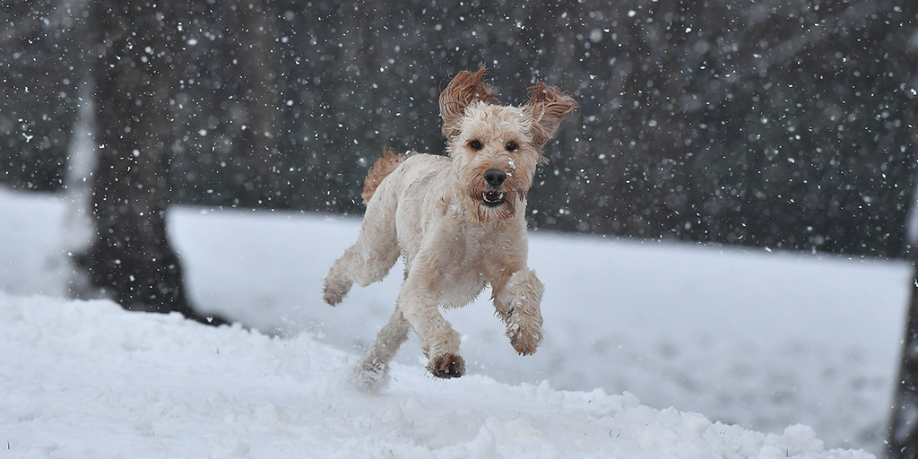 Keeping pets safe How much ice melt is toxic to dogs? Fox Weather