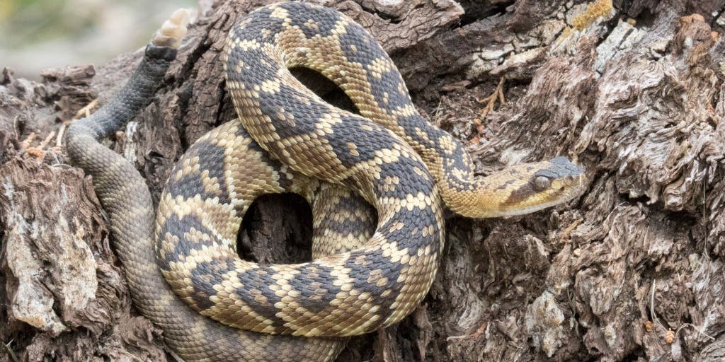 'Snakes alive!' Record warm November in Arizona leading to extension