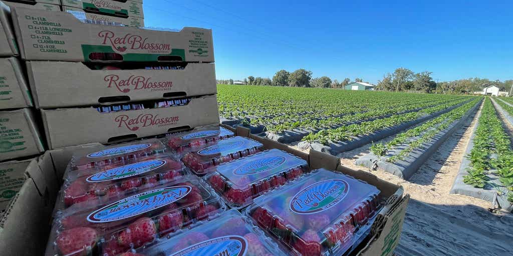Florida's winter strawberry season berry dependent on weather Fox Weather