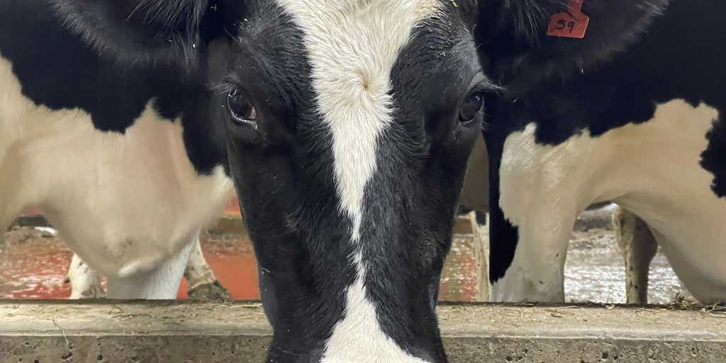 How To Keep Cows Cool In Hot Weather