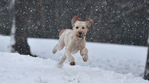 Keeping pets safe: How much ice melt is toxic to dogs?