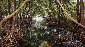 Mangroves: Saving these Florida trees that protect against hurricanes