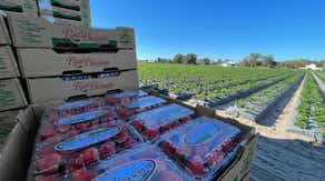 Florida's winter strawberry season berry dependent on weather