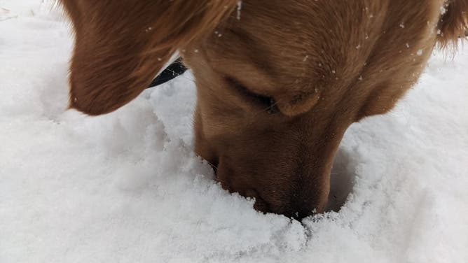 Archie, a golden retriever, smells out the first snow in Denver. (Image: Kelly Speck)