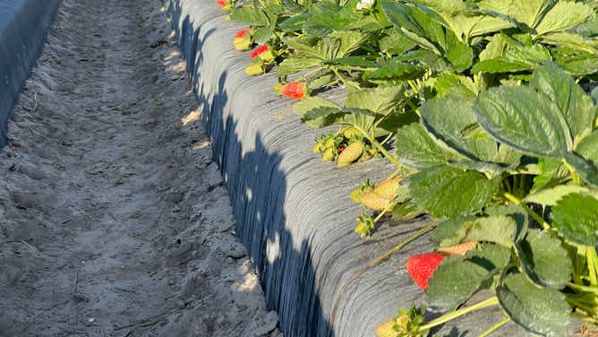 Parkesdale Farms strawberries