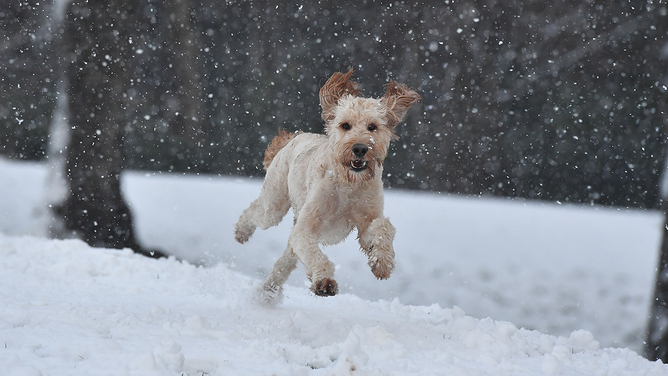 A dog frolics in the snow.