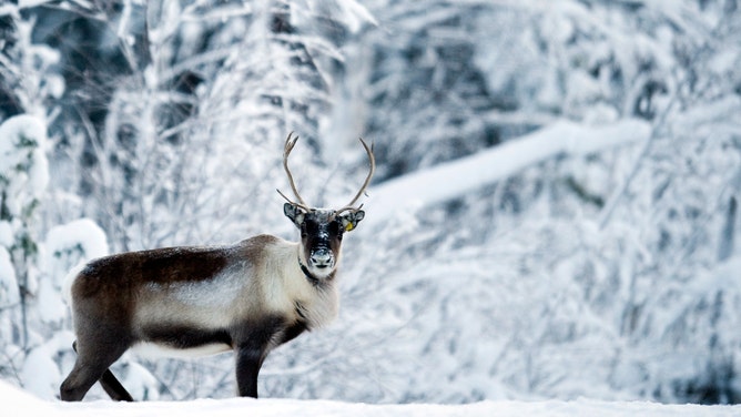 A reindeer stands alert on a snowy December day.