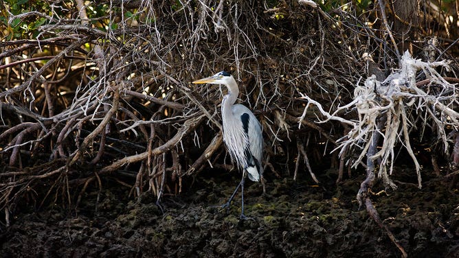 Mangroves in Florida