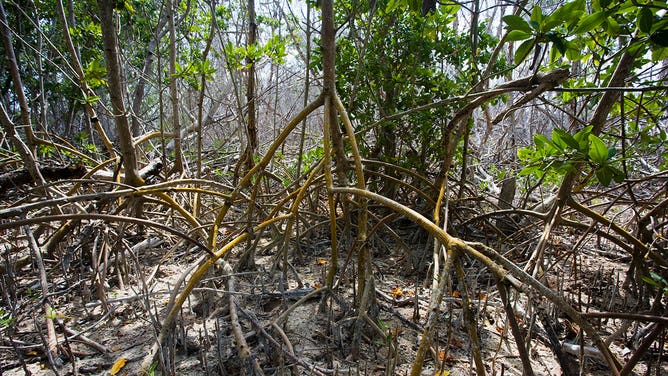 Mangroves in Florida