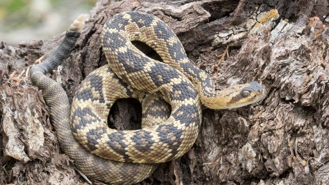 Black-Tailed Rattlesnake in Arizona.