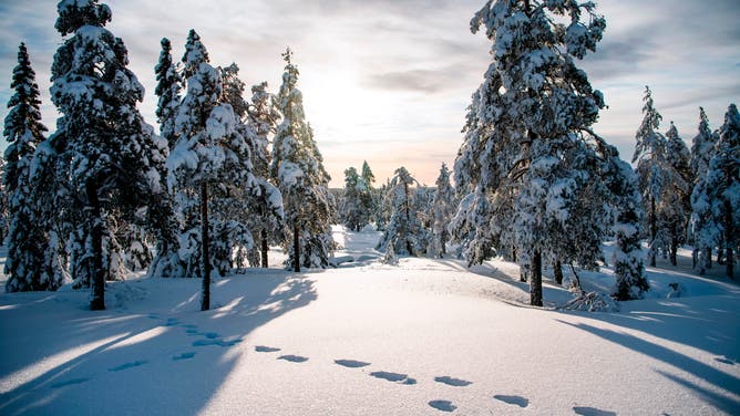 A winter sunset behind a snow covered forest in Sweden.