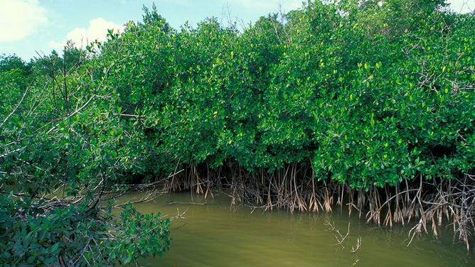 Mangroves in Florida