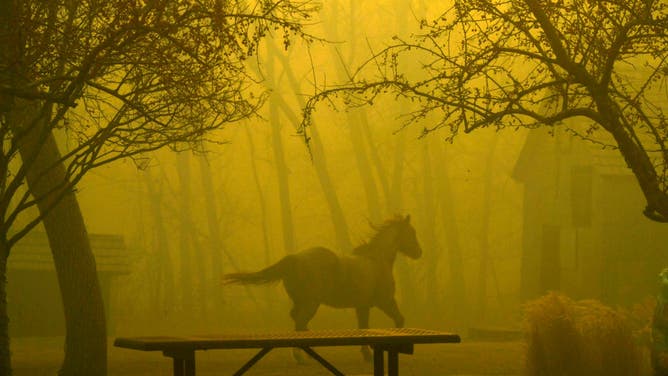 SUPERIOR, CO - DECEMBER 30: A horse runs through Grasso Park on December 30, 2021 in Superior, Colorado. Fierce winds have whipped wildfires in Boulder County, The towns of Superior and Louisville have been evacuated. Multiple homes and businesses have burned so far from the fast moving fire stocked by fierce winds, with gusts topping 100 mph, along the foothills. The fire has been called the Marshall Fire. The horse was later found by Sheriff deputies and reunited with the owners. (Photo by Helen H. Richardson/MediaNews Group/The Denver Post via Getty Images)