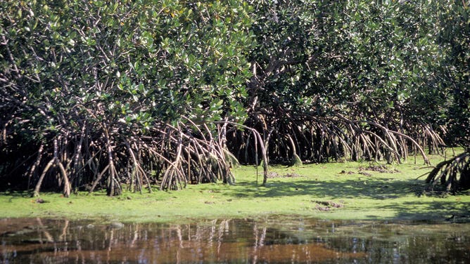 Mangroves in Florida