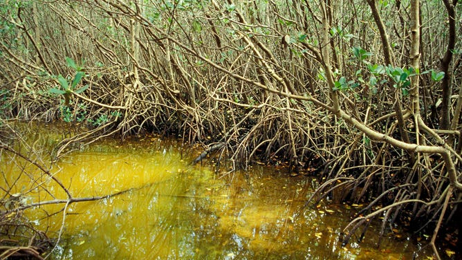 Mangroves in Florida