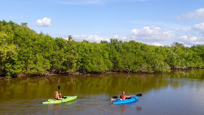 Mangroves in Florida