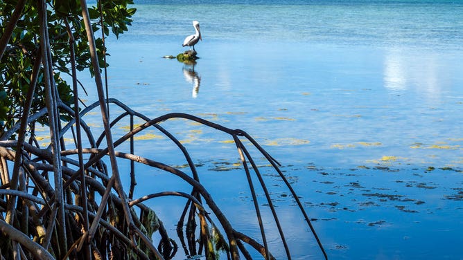 Mangroves in Florida