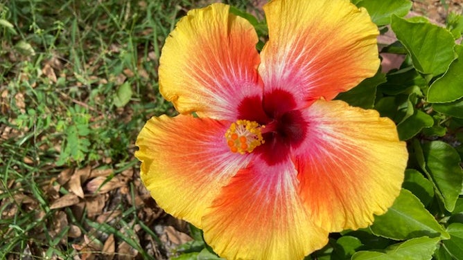 Florida foliage still wows when fall leaves are gone everywhere else ...