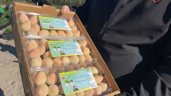 Parkesdale Farms strawberries