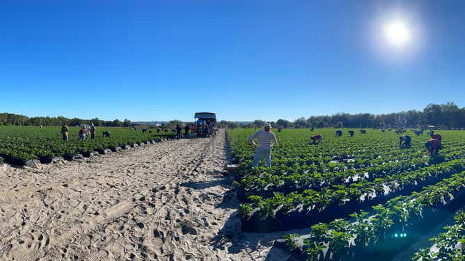 Parkesdale Farms strawberries