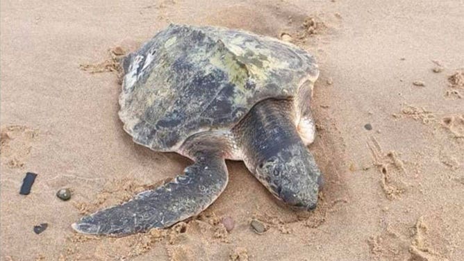 Sea turtle normally found along US coast washes ashore in UK | Fox Weather