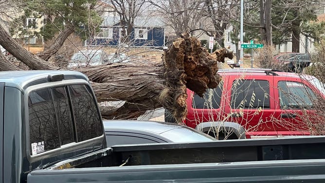 A wind event knocked down a tree in Westminster, CO on Dec. 15, 2021.
