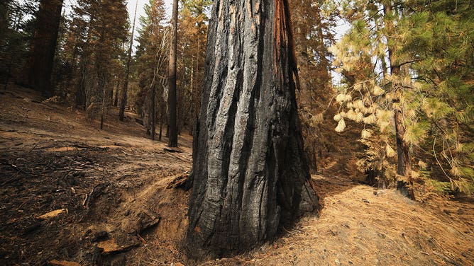 Charred sequoia tree 2021