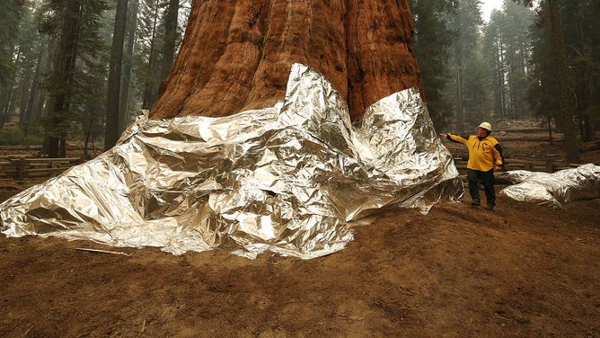 Tree wrapped in foil during wildfire 2021