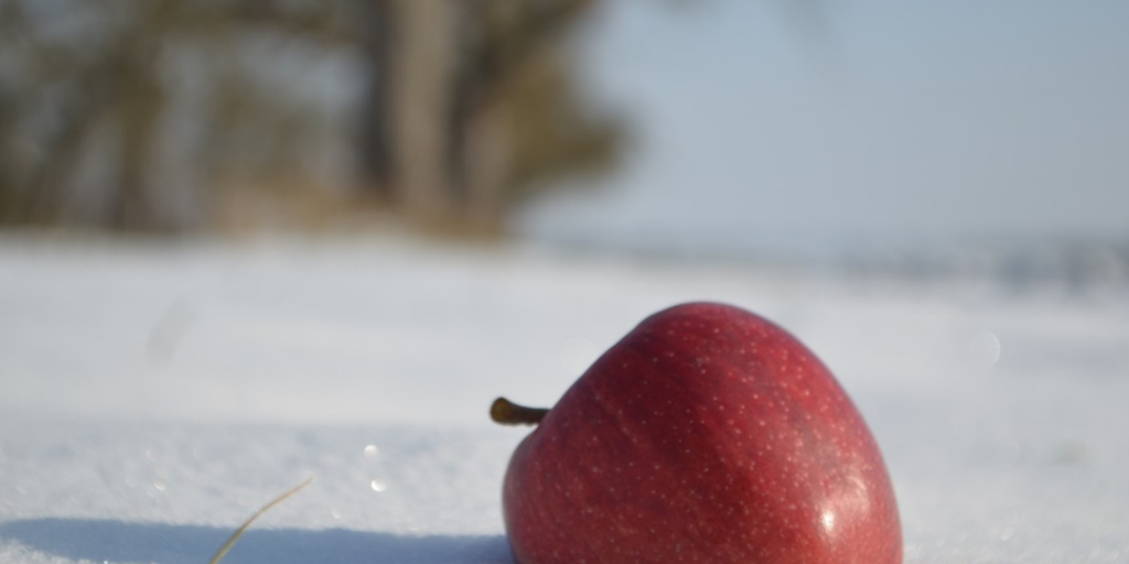 Here's why you should never store food outside during a winter power
