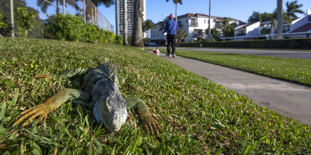 When do iguanas fall from trees in Florida? Fox Weather