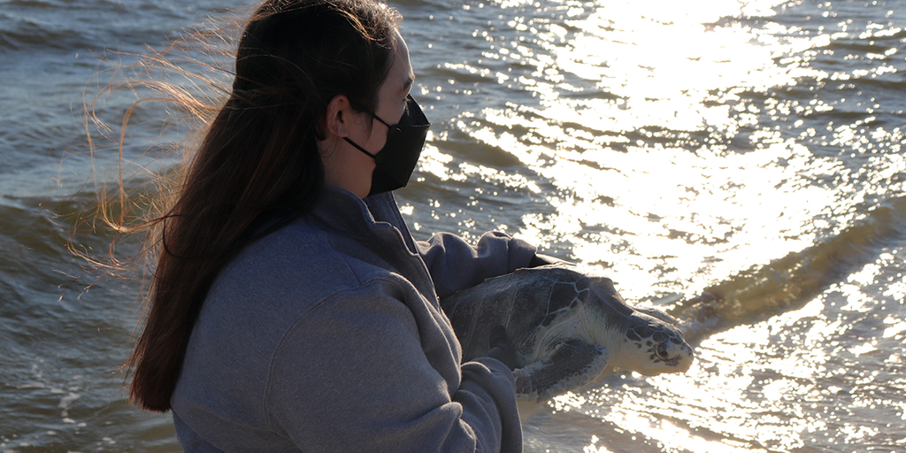 Cold-stunned sea turtle released into Gulf of Mexico after a year of ...