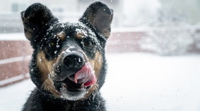 Here's how to keep your furry friends safe this winter season