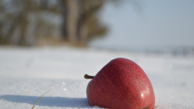 FILE - An apple lays in snow.