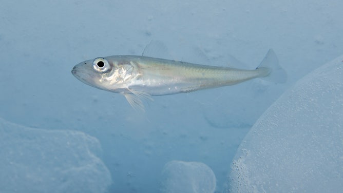 An Arctic cod takes shelter underneath pack ice.